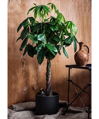 Pachira Aquatica - Para Bitkisi Büyük Boy 120 cm